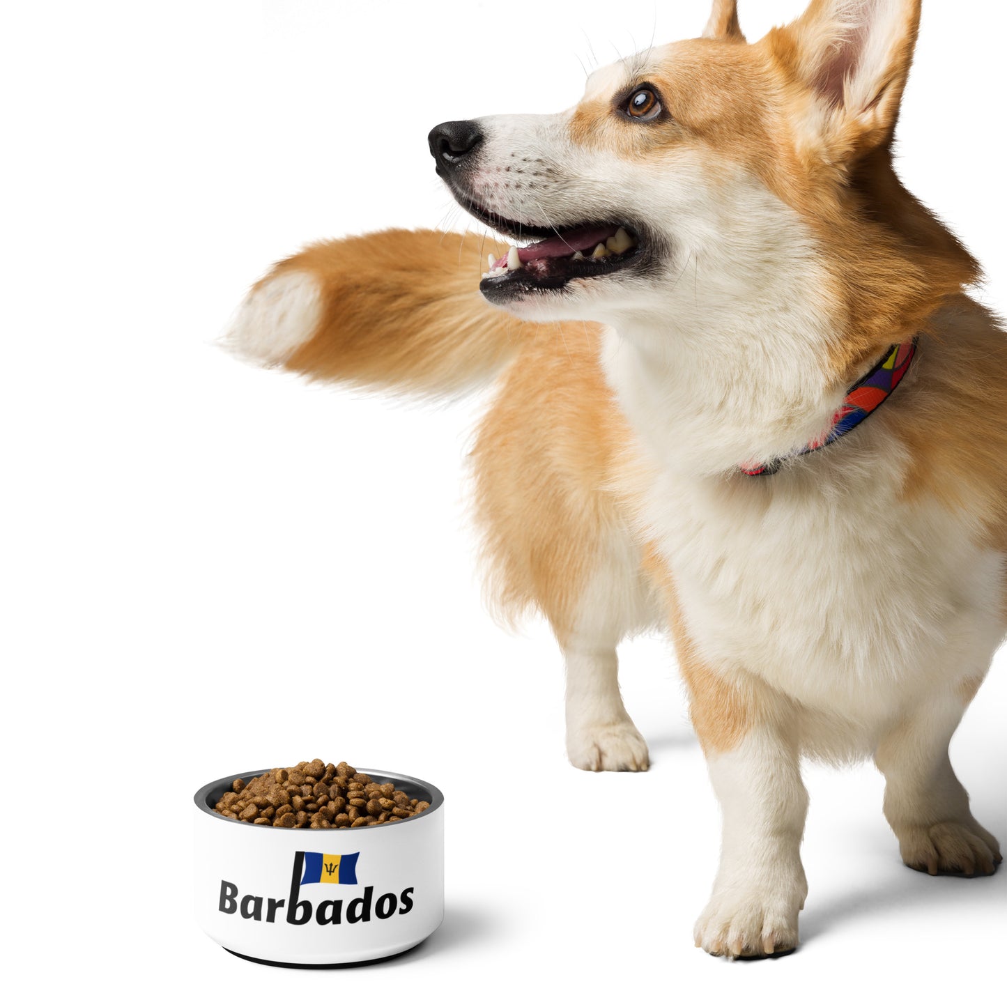 Barbados Pet bowl